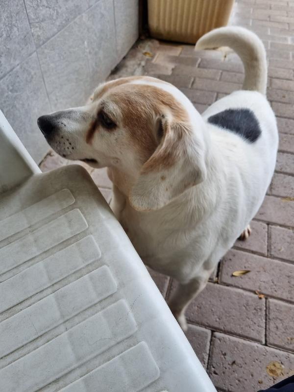 BALOO BEAGLE ADOZIONE DEL CUORE Foto 2